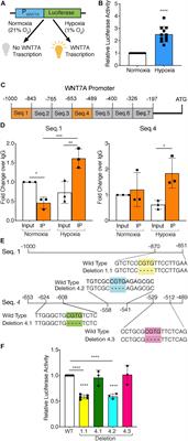 HIF-1α Directly Controls WNT7A Expression During Myogenesis